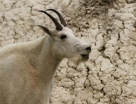 Mountain Goat Teeth Stock Photos