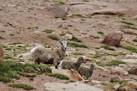 A Mountain Goat With Two Young Kids Stock Photos