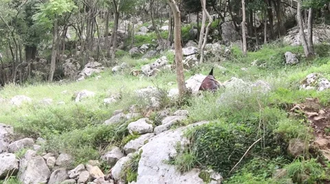 Mountain goat walking 스톡 동영상 42566402