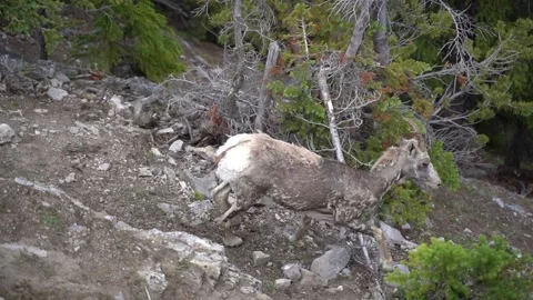 Mountain Goat walking in slow motion Vídeo Stock 244947241