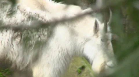 Mountain Goat Walking Through Forest Stock Footage 10577637