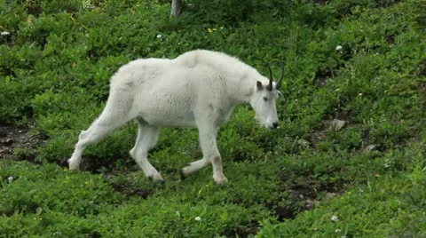 Mountain Goat walking through forest P HD 0559 Stock Footage 10597465