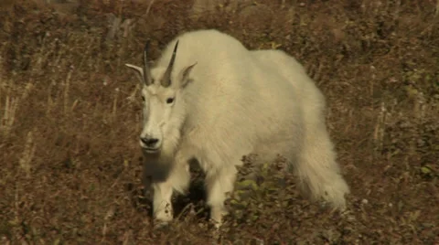Mountain Goat Walking Towards Camera Stock Footage 39638714