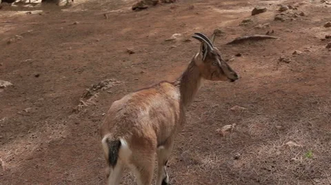 Mountain goat walks on the farm Stock Footage 63211536