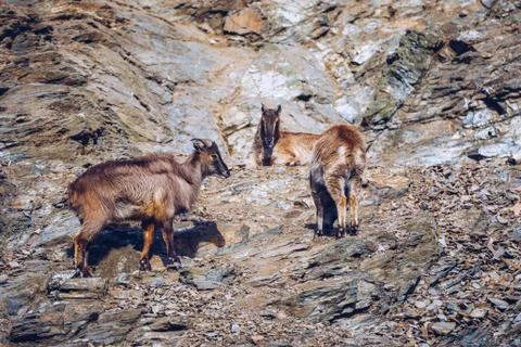 Mountain goat walks up rocky bluff. Wild Mountain Goat in natural enviroment. Stock Photos