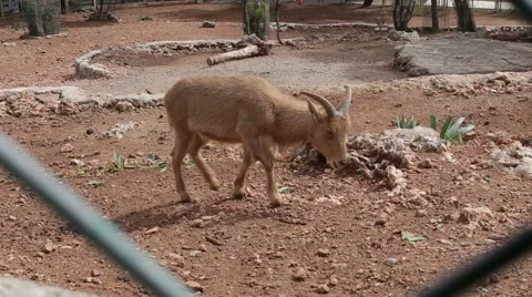 Mountain goat at the zoo. Close-up Stock Footage 61937909