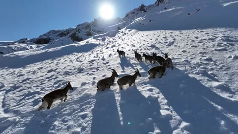 The Mountain Goats 1 Stock Footage 294073720