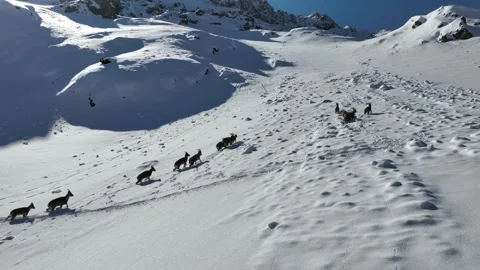 The Mountain Goats 12 Stock Footage 294073843