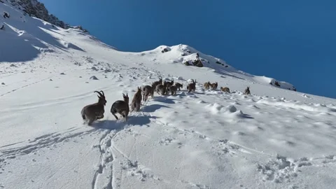 The Mountain Goats 13 Stock Footage 294073860