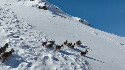 The Mountain Goats 15 Stock Footage 294073897