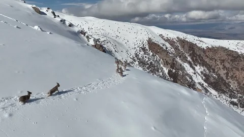 The Mountain Goats 16 Stock Footage 294077119