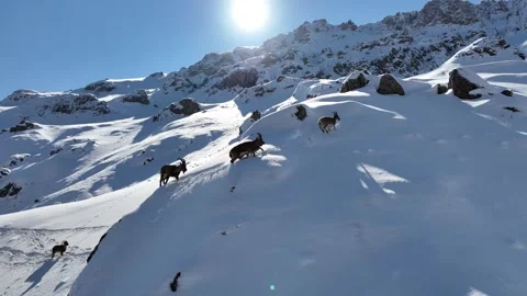 The Mountain Goats 18 Stock Footage 294074004