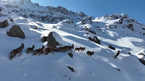 The Mountain Goats 19 Stock Footage 294077087