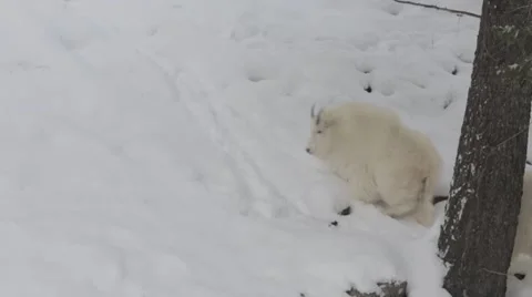 Mountain Goats 2 Video stock 45594706