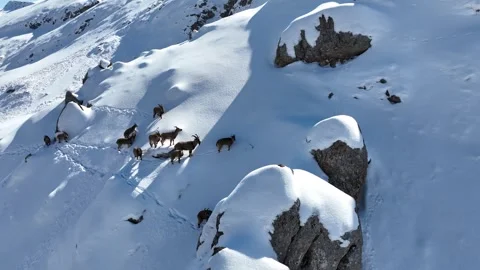 The Mountain Goats 21 Stock Footage 294074246