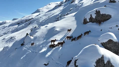 The Mountain Goats 22 Stock Footage 294074306