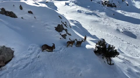 The Mountain Goats 23 Stock Footage 294074461