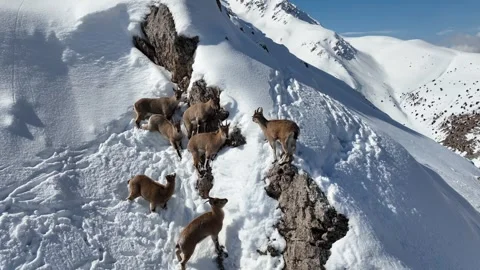 The Mountain Goats 25 Video stock 294074694