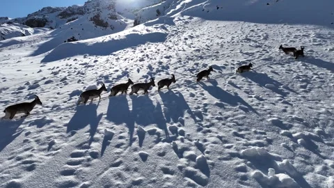 The Mountain Goats 26 Stock Footage 294074625