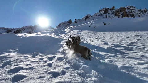 The Mountain Goats 27 Stock Footage 294074817