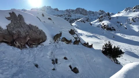 The Mountain Goats 28 Stock Footage 294075207