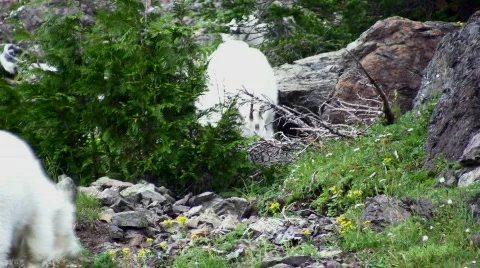 Mountain Goats 3 Video stock 382543