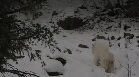 Mountain Goats 3 Video stock 45594701