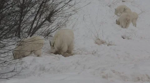 Mountain Goats 4 Video stock 45594883