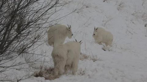 Mountain Goats 5 Video stock 45594884