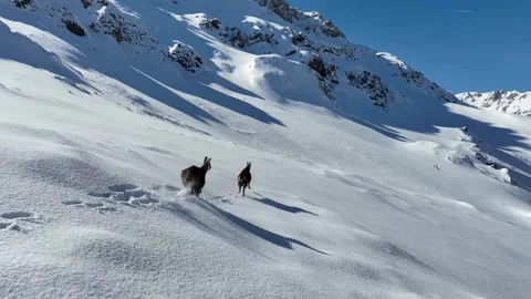 The Mountain Goats 7 Stock Footage 294075102