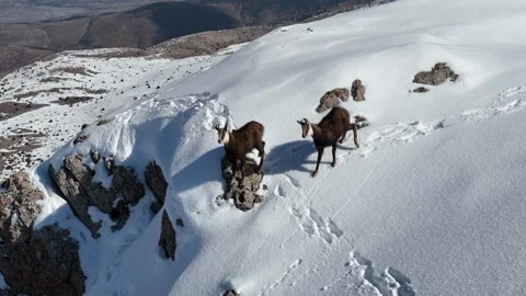 The Mountain Goats 8 Stock Footage 294075163