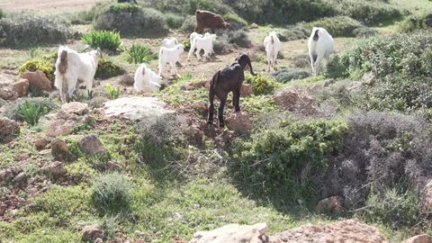 Mountain goats and sheep graze in a green meadow by the sea Stock Footage 106920409