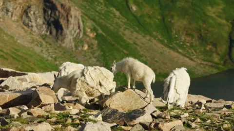 Mountain Goats in the Beartooth Mountains, spanning Wyoming and Montana Stock-Footage 265889674