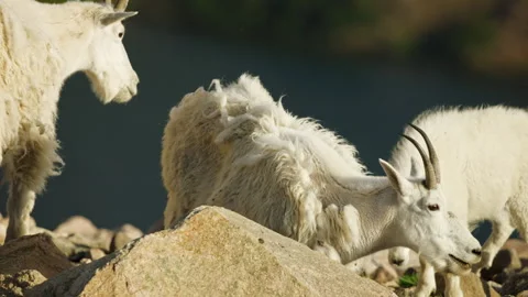 Mountain Goats in the Beartooth Mountains, spanning Wyoming and Montana Stock-Footage 265889981