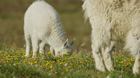 Mountain Goats in the Beartooth Mountains, spanning Wyoming and Montana Stock-Footage 265892740