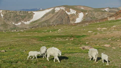 Mountain Goats in the Beartooth Mountains, spanning Wyoming and Montana Stock-Footage 265892810