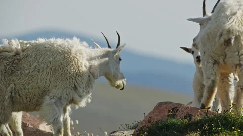 Mountain Goats in the Beartooth Mountains, spanning Wyoming and Montana Stock-Footage 265893050