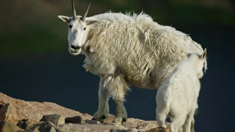 Mountain Goats in the Beartooth Mountains, spanning Wyoming and Montana Stock-Footage 265893188