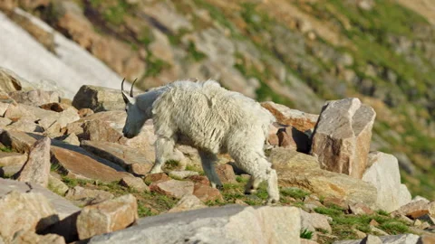 Mountain Goats in the Beartooth Mountains, spanning Wyoming and Montana Stock-Footage 265893352