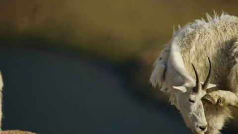 Mountain Goats in the Beartooth Mountains, spanning Wyoming and Montana Stock-Footage 265893444