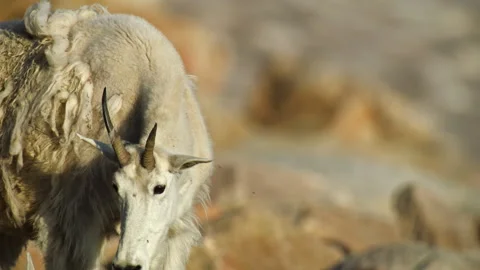 Mountain Goats in the Beartooth Mountains, spanning Wyoming and Montana Stock-Footage 265893498