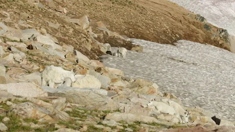 Mountain Goats in the Beartooth Mountains, spanning Wyoming and Montana Stock-Footage 265893533