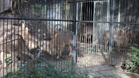 Mountain goats in a cage Stock Footage 288006804