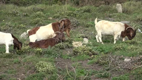 Mountain Goats On Cliff Side Stock Footage 252208160