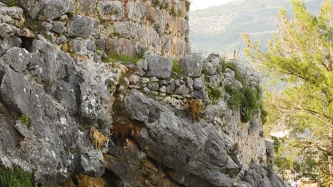 Mountain goats climb mountains Stock Footage 239546129