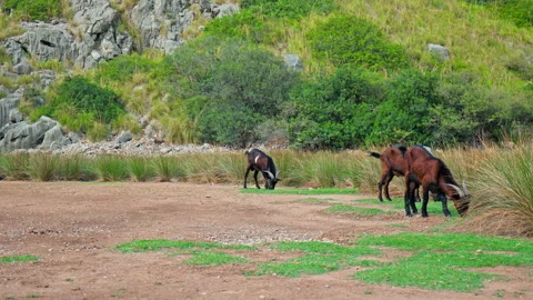 Mountain Goats climbing on the dry brunch threes and eating grass in Sa Calobra. Stock Footage 249333625