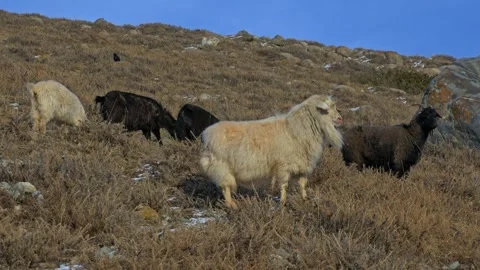 Mountain goats in close-up standing on the mountainside at sunset Stock-Footage 241924617