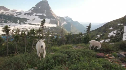 Mountain goats eating 1 Vidéo 8574094