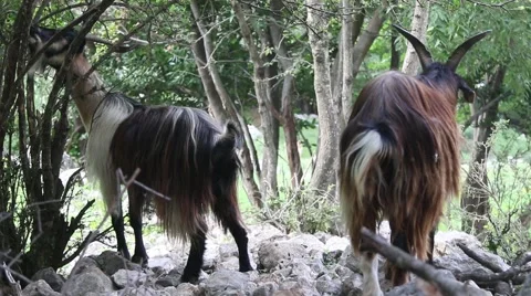 Mountain goats eating Video stock 42566341
