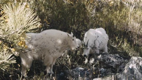 Mountain Goats Feeding Stock Footage 220629088